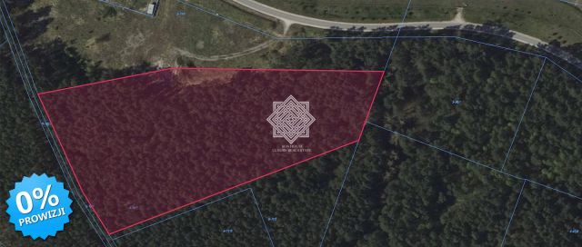 Działka leśna Kuczek. Zdjęcie 4