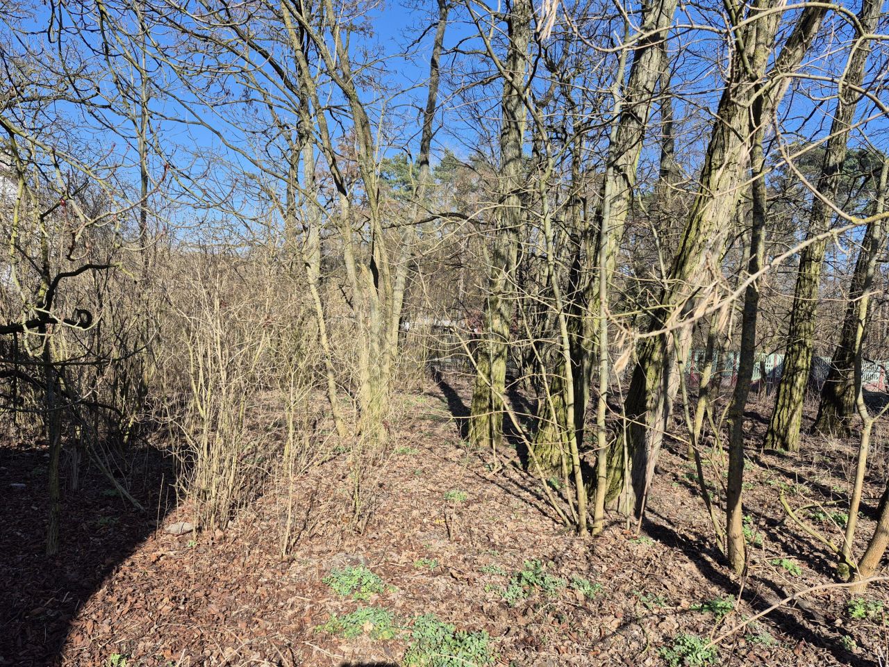 Działka siedliskowa Kuczki. Zdjęcie 8