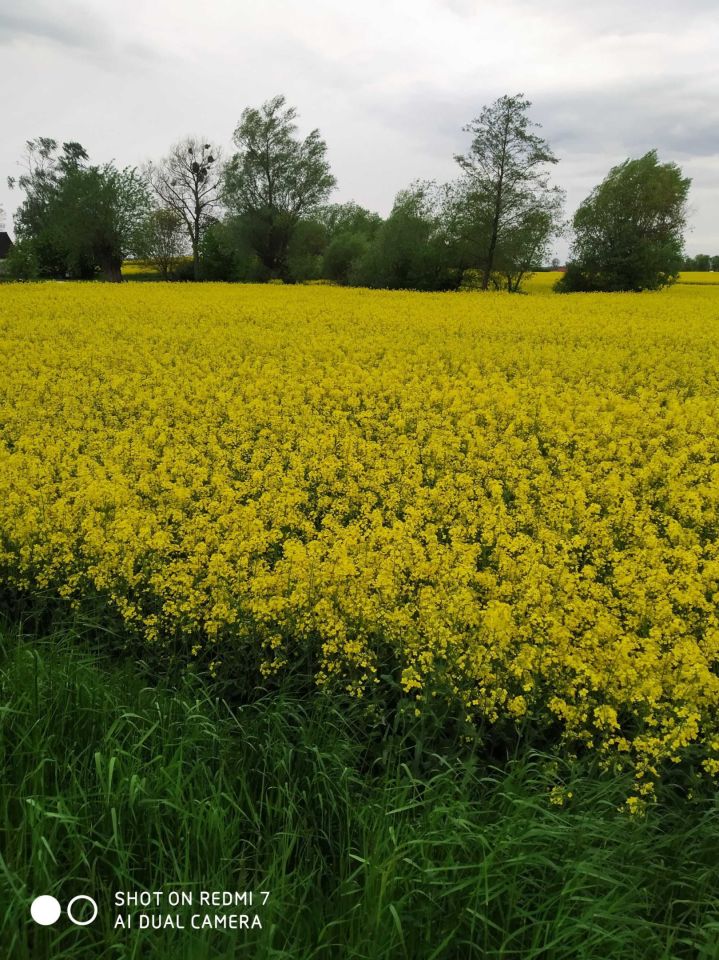Działka budowlana Tytusin. Zdjęcie 7