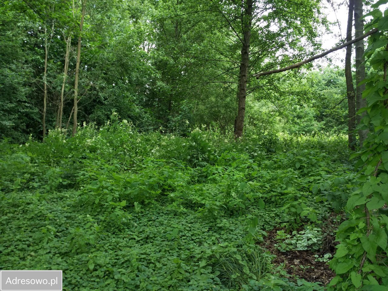 Działka budowlana Ostróda, ul. Celestyna Mrongowiusza. Zdjęcie 7