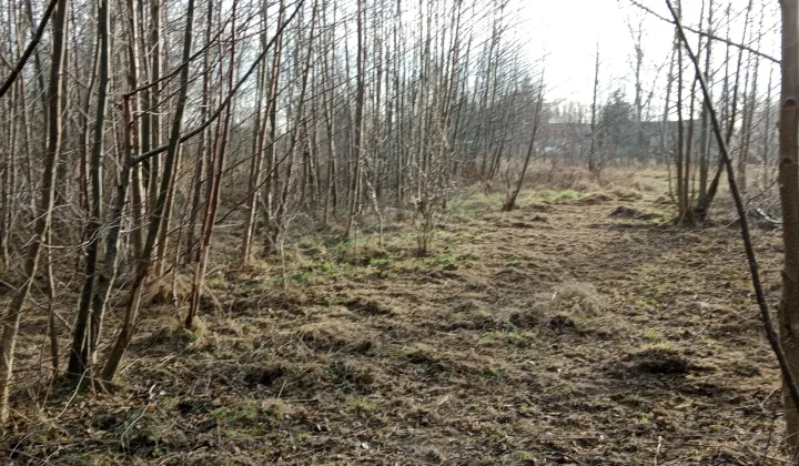 Działka budowlana Basin Zabrody, Wierzbowa