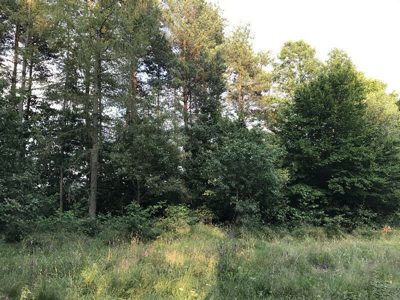 Działka rekreacyjna Rusocice. Zdjęcie 3