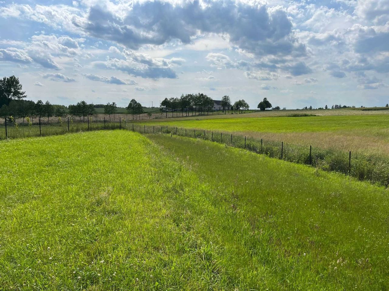 Działka rolno-budowlana Czernie. Zdjęcie 5
