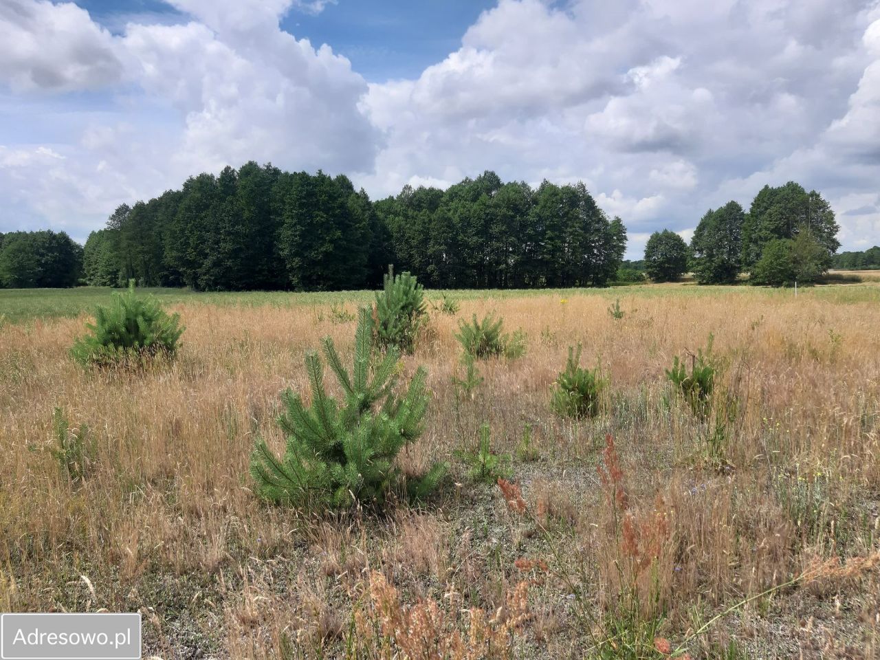 Działka rekreacyjna Rogóźno. Zdjęcie 4