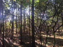 Działka rekreacyjna Trzcianka Zarzecze. Zdjęcie 4