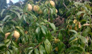 Działka rod Wilkanowo