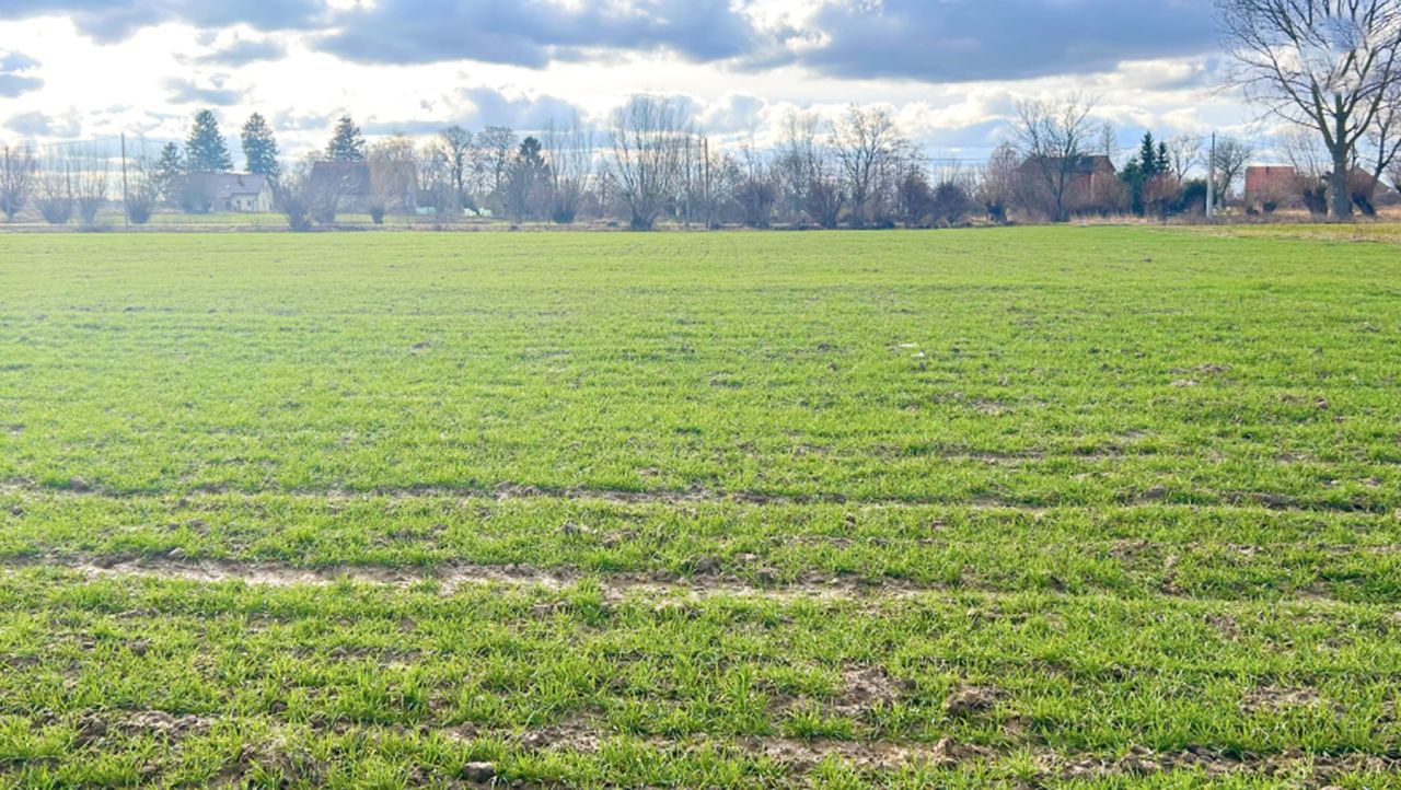 Działka rolno-budowlana Stegienka. Zdjęcie 10