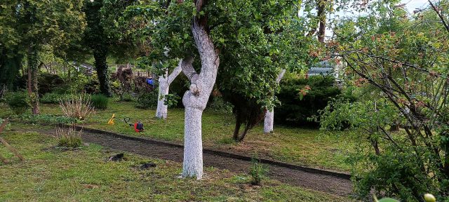 Działka rod Zielona Góra Centrum, ul. Działkowa. Zdjęcie 1