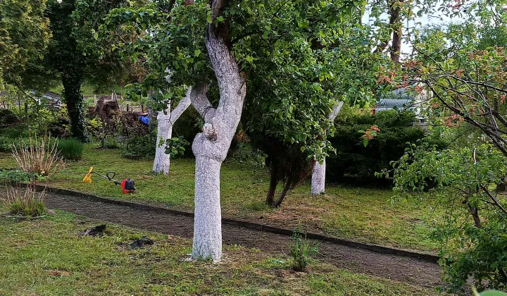 Działka rod Zielona Góra Centrum, ul. Działkowa