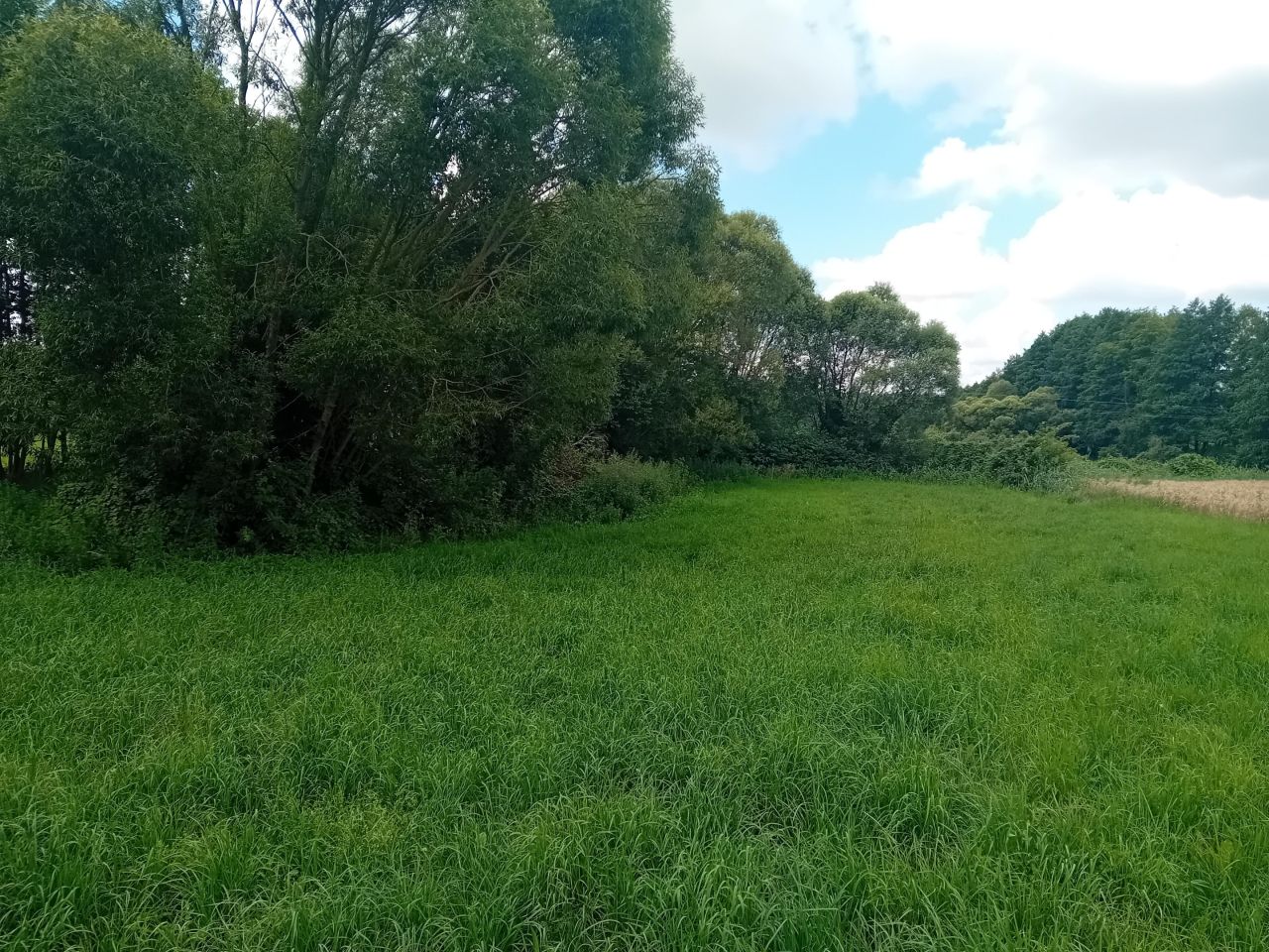 Działka rolna Strzygi. Zdjęcie 4