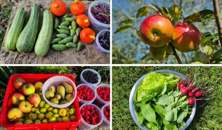 Działka rod Gdańsk Stogi, ul. Ugory