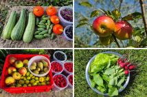 Działka rod Gdańsk Stogi, ul. Ugory. Zdjęcie 3