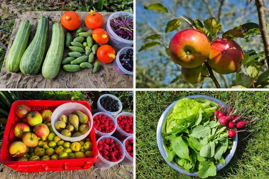 Działka rod Gdańsk Stogi, ul. Ugory. Zdjęcie 4