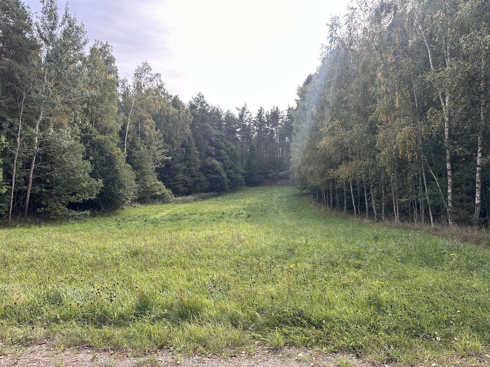 Działka leśna Głodowo. Zdjęcie 3