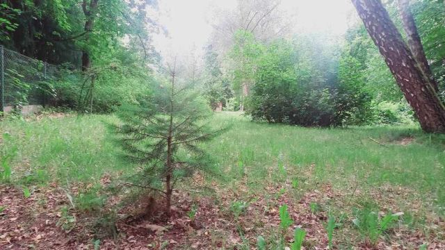 Działka budowlana Złotokłos. Zdjęcie 14
