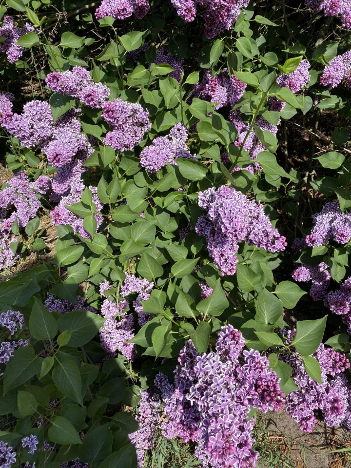 dom wolnostojący, 6 pokoi Świnoujście Łunowo, ul. Zalewowa. Zdjęcie 42