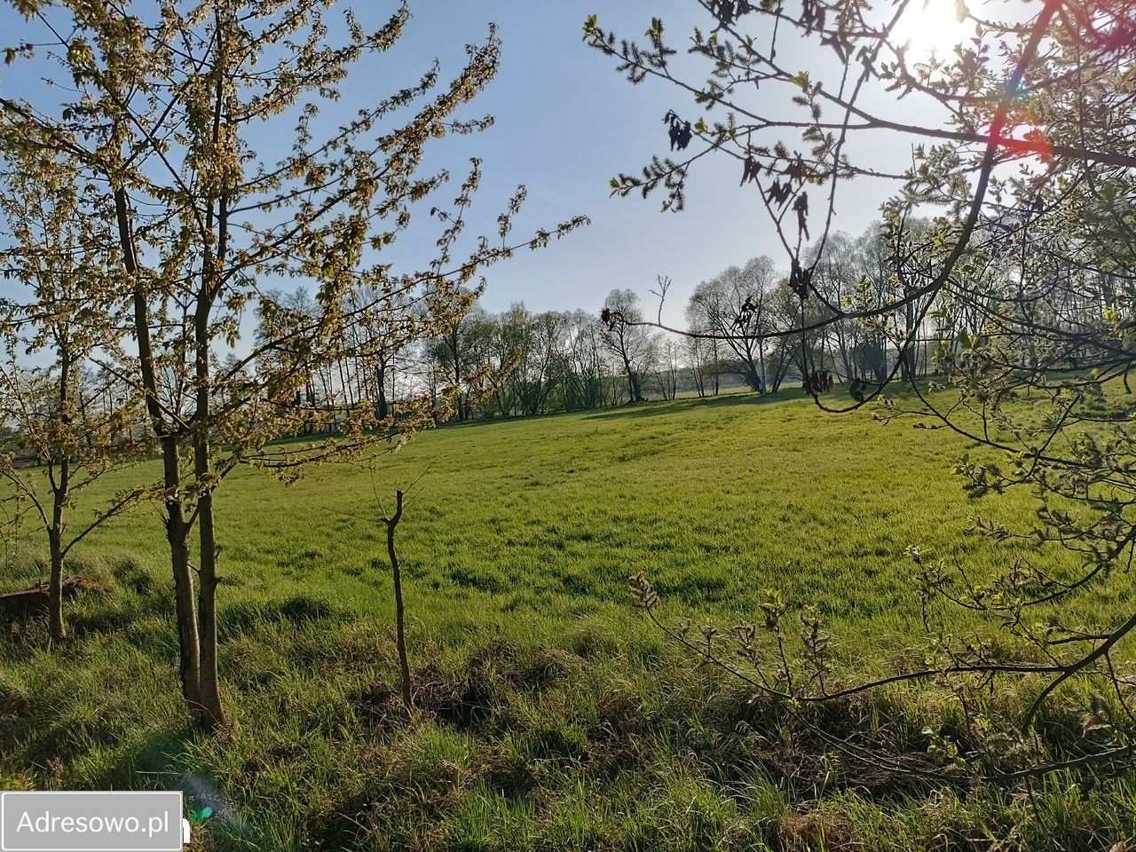 Działka rolna Biały Kościół, ul. Piastowska. Zdjęcie 7