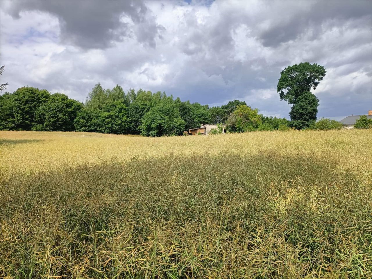 Działka budowlana Cieszeniewo. Zdjęcie 3
