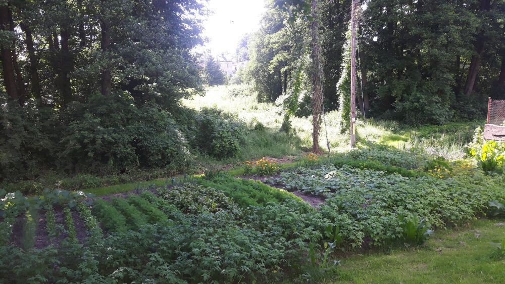 Działka rekreacyjna Sejny, ul. Marii Konopnickiej. Zdjęcie 2