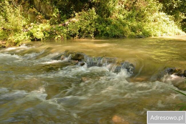 Działka leśna Polana. Zdjęcie 10