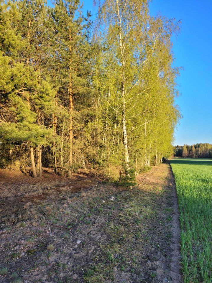 Działka rolna Wólka-Przekory. Zdjęcie 2