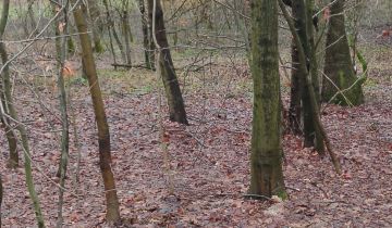 Działka leśna Osobnica Wiśniówki