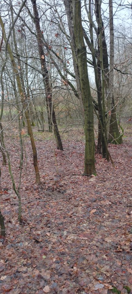 Działka leśna Osobnica Wiśniówki. Zdjęcie 2