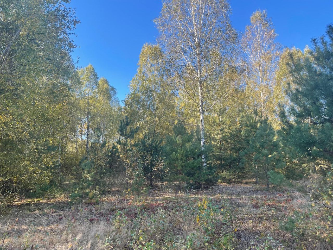 Działka budowlana Żabieniec. Zdjęcie 4