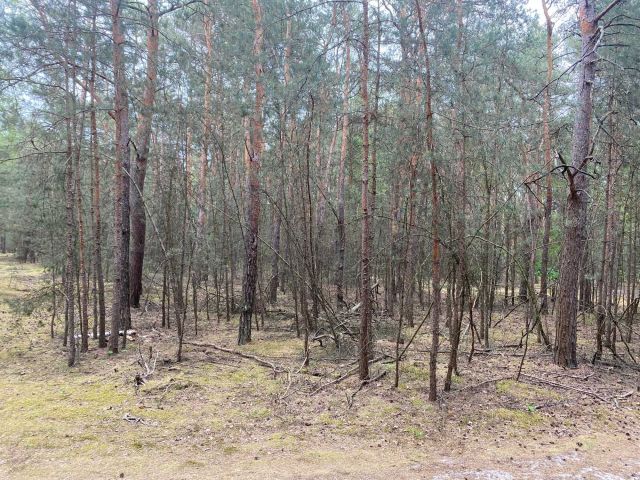 Działka leśna Polesie. Zdjęcie 1