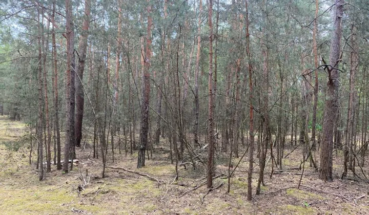Działka leśna Polesie