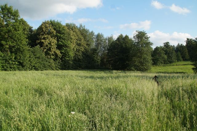 Działka rolno-budowlana Złotna. Zdjęcie 1