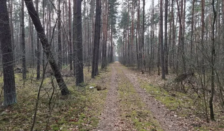 Działka leśna Kotły