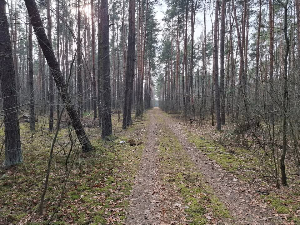 Działka leśna Kotły. Zdjęcie 2