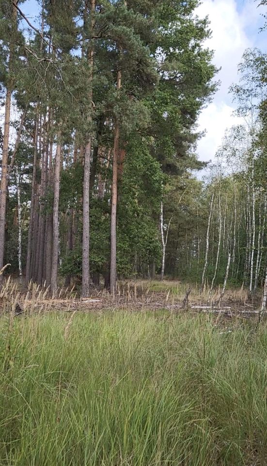 Działka leśna Koźla. Zdjęcie 7