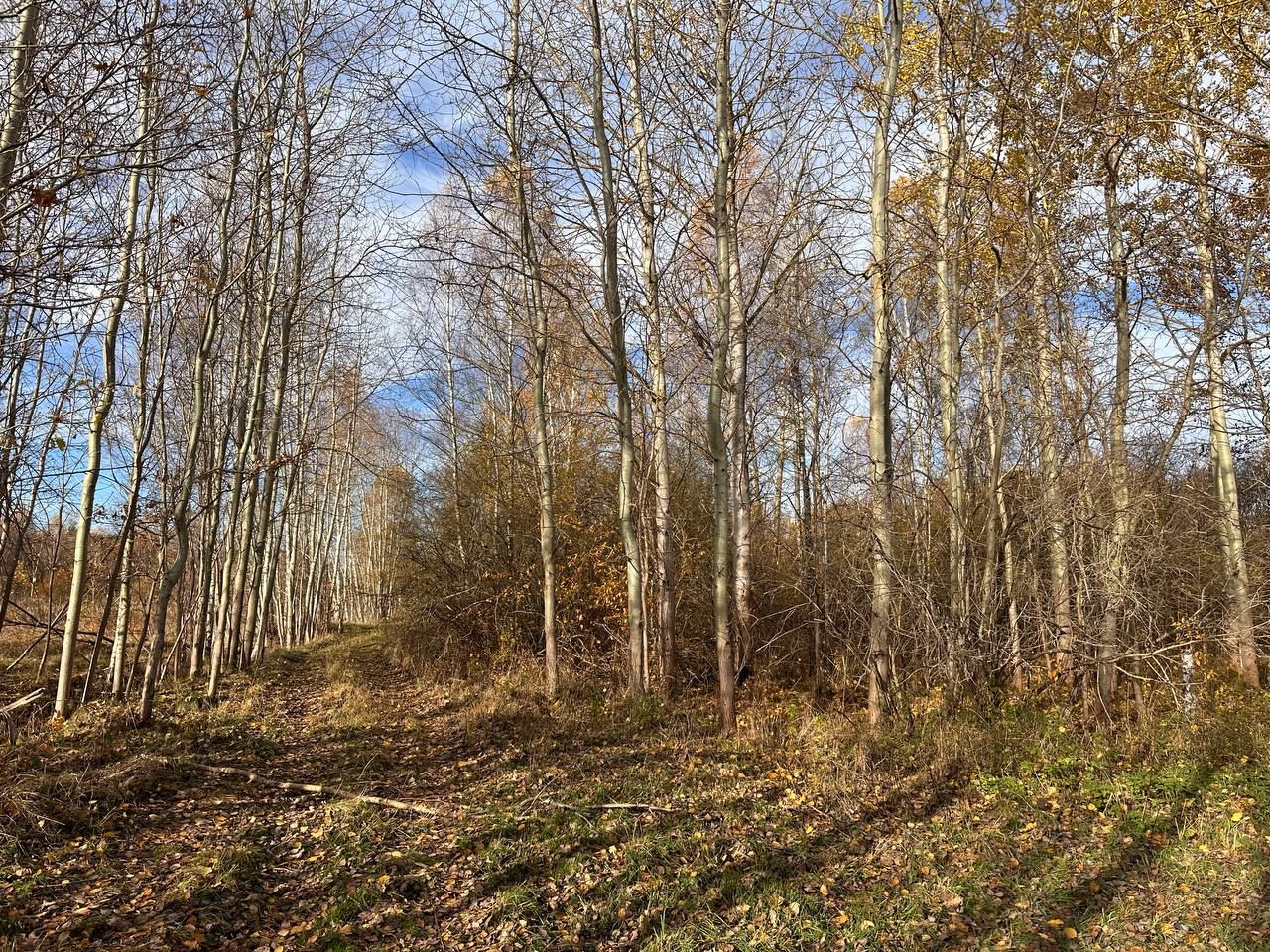 Działka budowlana Wymiarki. Zdjęcie 5