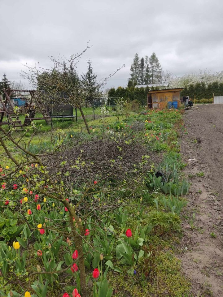 Działka rod Sitno. Zdjęcie 1