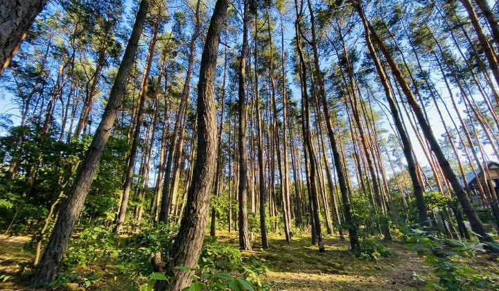 Działka budowlana Józefów, ul. Skrajna