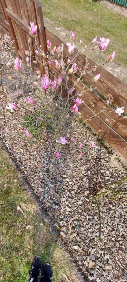 Działka rod Czarnków. Zdjęcie 7