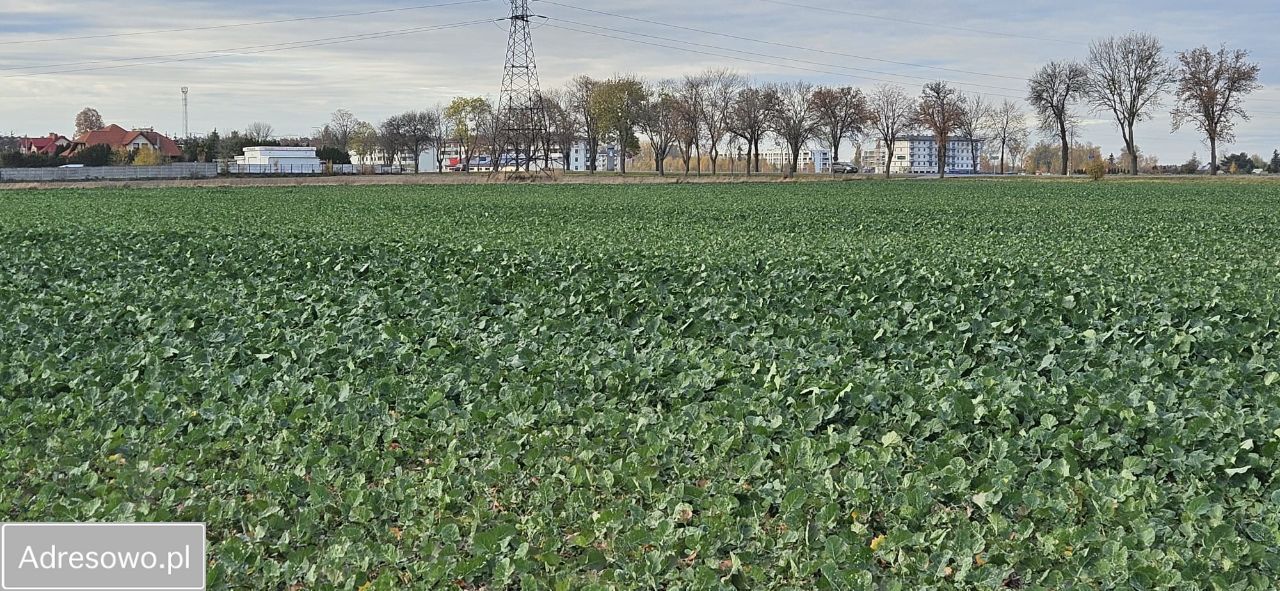 Działka inwestycyjna Opinogóra Górna. Zdjęcie 5