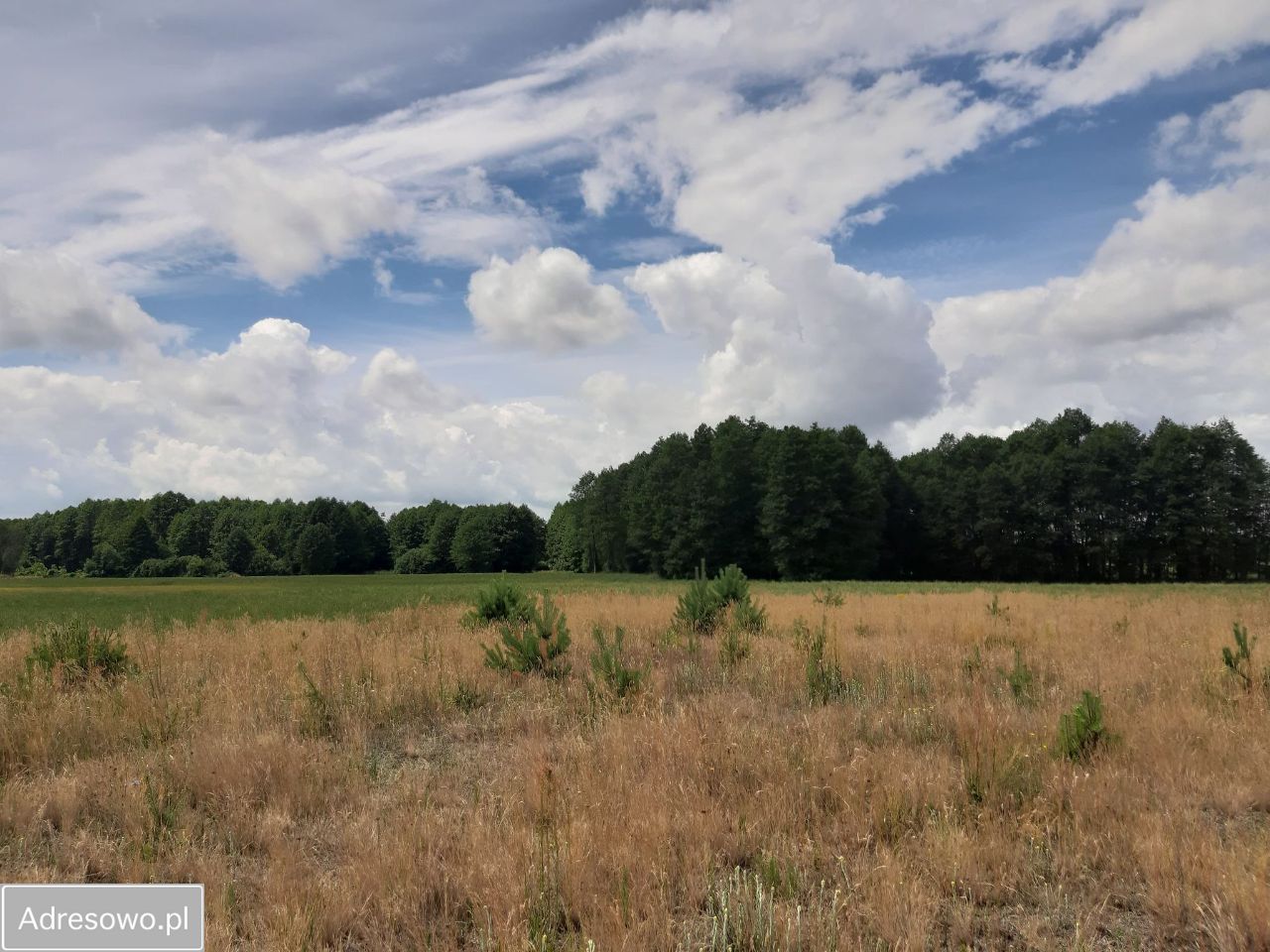 Działka rekreacyjna Rogóźno. Zdjęcie 6