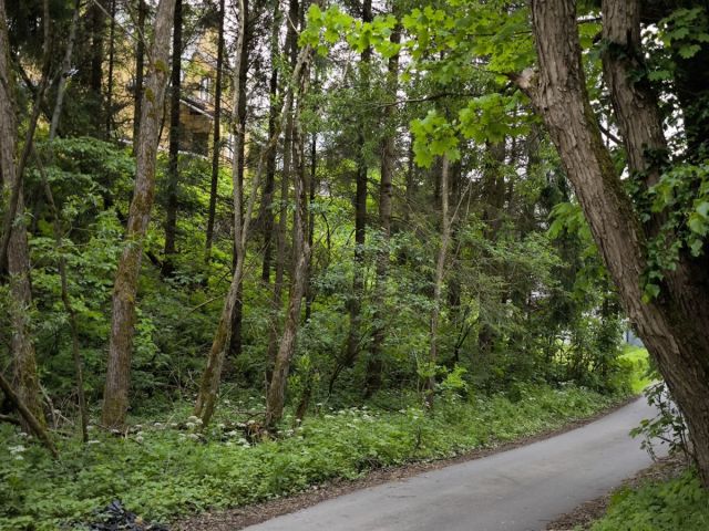 Działka leśna Juszczyn. Zdjęcie 1