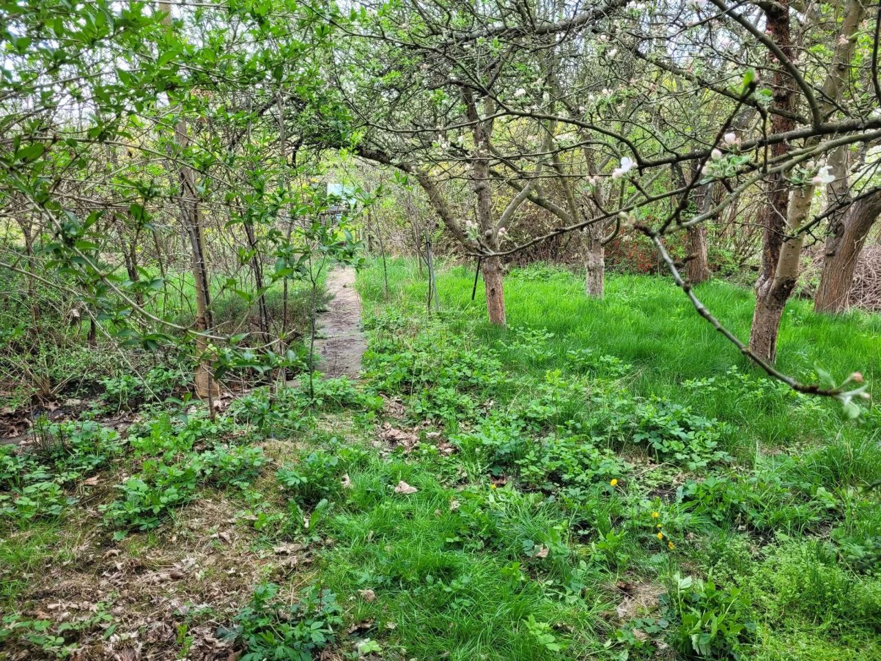 Działka rod Wrocław Partynice, ul. Ołtaszyńska. Zdjęcie 2