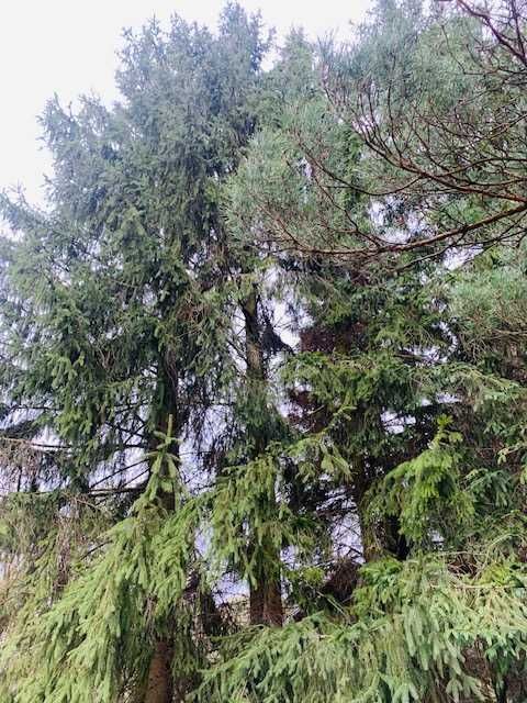 Działka rekreacyjna Młynarze. Zdjęcie 6