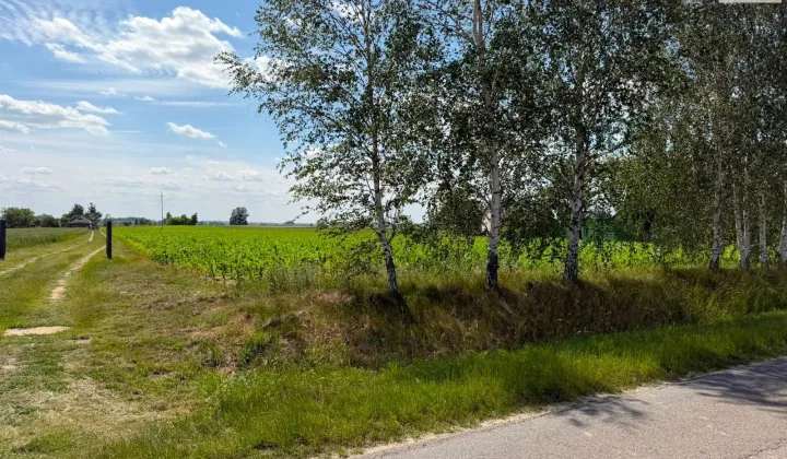 Działka rolna Paluchy