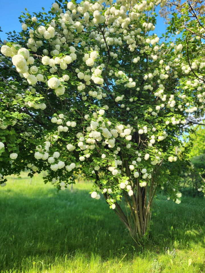 Działka rod Gliwice Brzezinka, ul. Ignacego Daszyńskiego. Zdjęcie 3