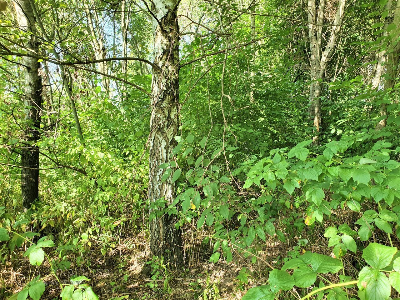 Działka siedliskowa Borek Stary. Zdjęcie 13
