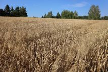 Działka budowlana Jakubowice Konińskie-Kolonia, ul. Zemborska. Zdjęcie 4
