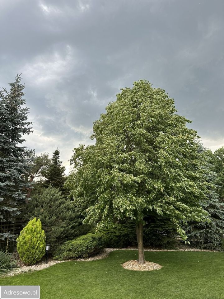 dom wolnostojący, 6 pokoi Łomianki Dolne. Zdjęcie 6