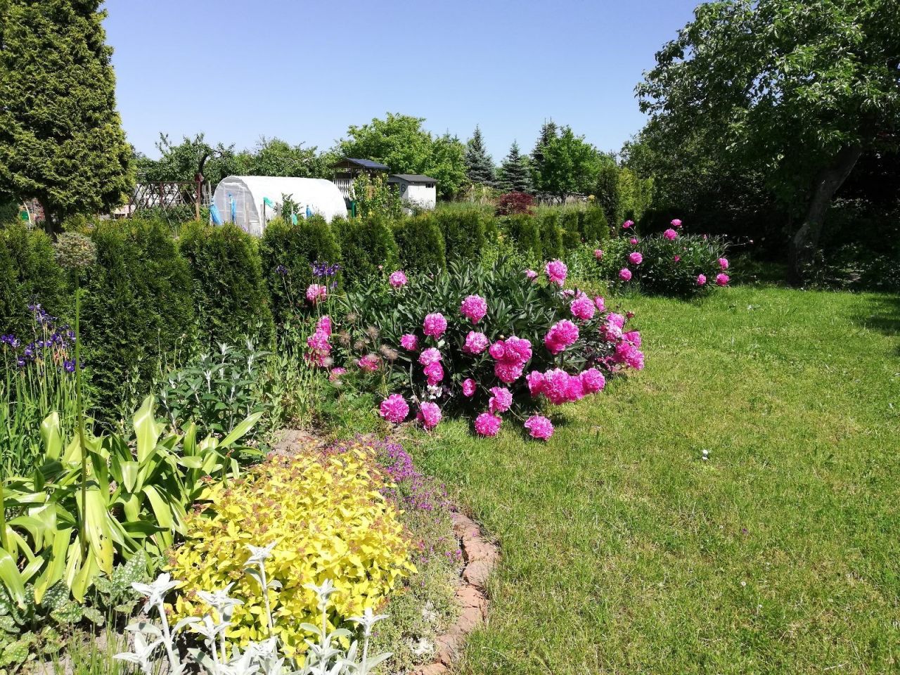 Działka rod Bolesławiec, ul. Staroszkolna. Zdjęcie 3