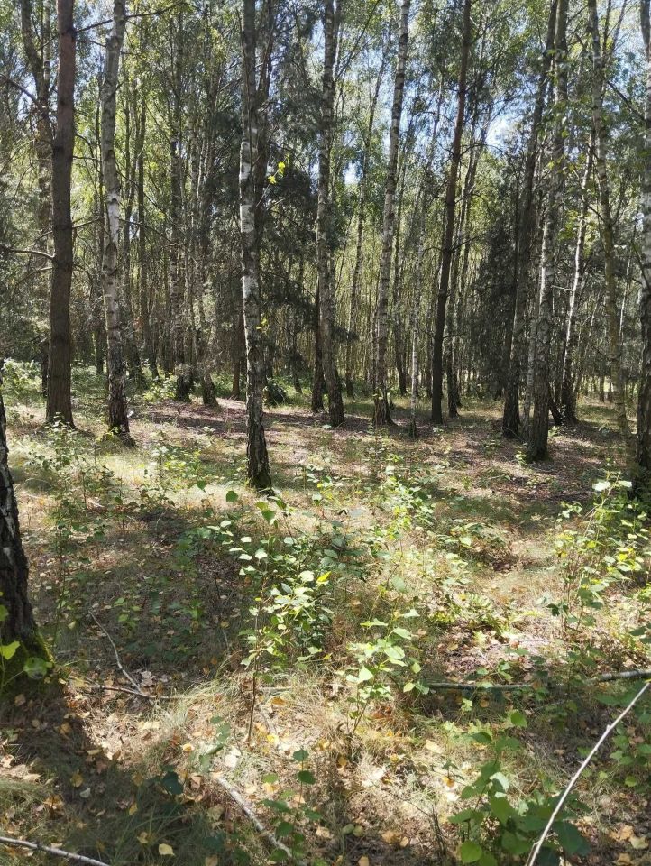 Działka rekreacyjna Pałki. Zdjęcie 6